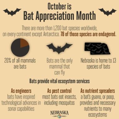 Bat appreciation month infographic from Nebraska Game & Parks Commission