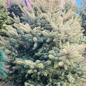 Fresh-cut Christmas Trees